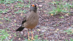 Turdus falcklandii