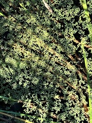 Wolffia brasiliensis