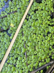 Limnobium laevigatum