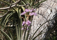 Broughtonia lindenii