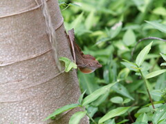 Anolis cristatellus