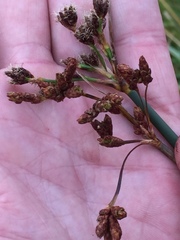 Schoenoplectus lacustris