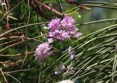 Broughtonia lindenii
