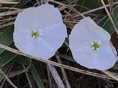 Evolvulus sericeus