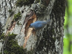Algerian Nuthatch photo 3