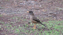 Turdus falcklandii
