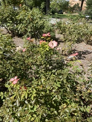 Campsis radicans