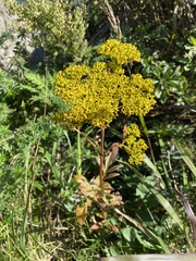 Patrinia scabiosifolia