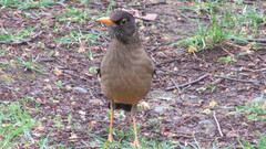 Turdus falcklandii
