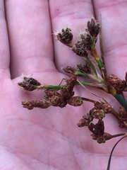 Schoenoplectus lacustris