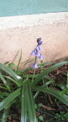 Hyacinthoides hispanica