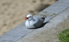 Chroicocephalus novaehollandiae scopulinus