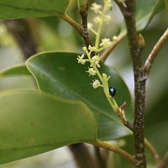 Griselinia littoralis