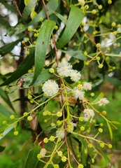 Acacia binervata