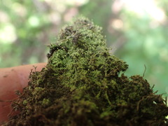 Chaenotheca furfuracea