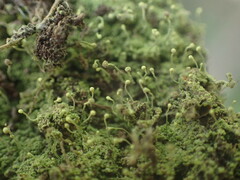 Chaenotheca furfuracea