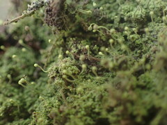 Chaenotheca furfuracea