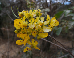 Senna singueana