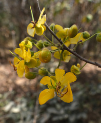 Senna singueana