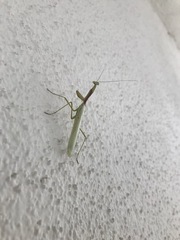 Miomantis caffra