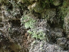 Chaenotheca furfuracea