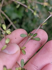 Coprosma rigida