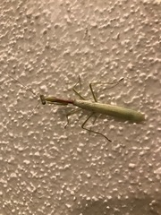 Miomantis caffra