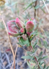 Contarinia zauschneriae