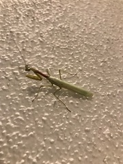 Miomantis caffra