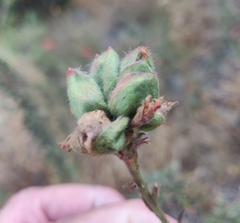 Contarinia zauschneriae