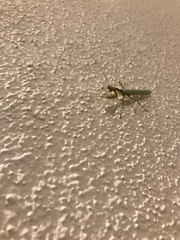 Miomantis caffra