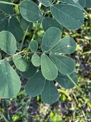 Senna obtusifolia