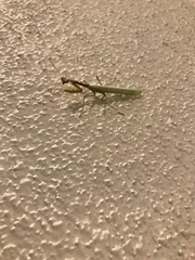 Miomantis caffra