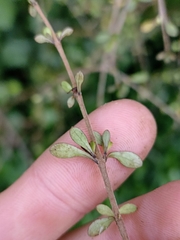 Coprosma rigida