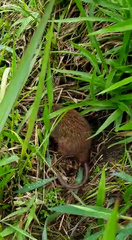 Mammalia