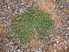 Euphorbia serrula