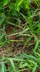 Mammalia