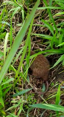 Mammalia