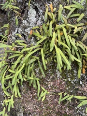 Pyrrosia linearifolia