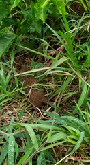 Mammalia