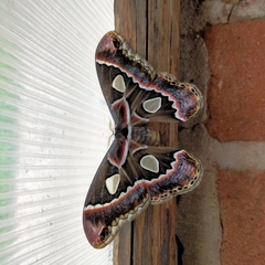 Rothschildia cinctus