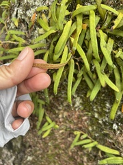 Pyrrosia linearifolia