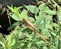 Patanga japonica
