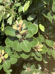 Planchonella obovata