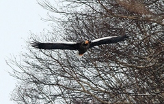Haliaeetus pelagicus