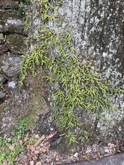 Pyrrosia linearifolia