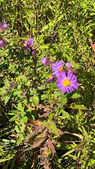 Symphyotrichum novae-angliae