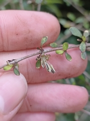Coprosma rigida