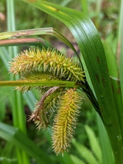 Carex lurida