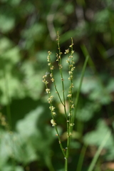 Rumex